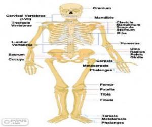 пазл Скелет человека. Кости человеческого тела (английский)